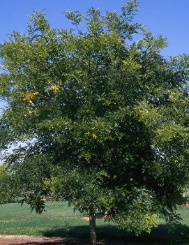 Sophora japonica 'Regent'