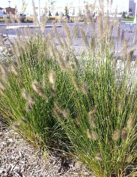 Pennisetum alopecuroides 'Hameln'