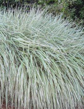 Miscanthus sinensis 'Rigoletto'