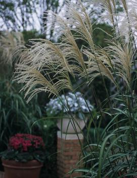 Miscanthus sinensis 'Roland'