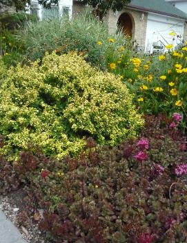 Sedum spurium 'Voodoo'