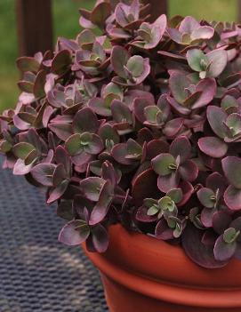 Sedum x 'Cherry Tart' (PP24603)