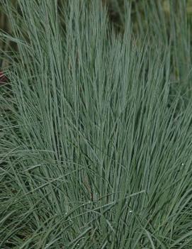 Schizachyrium scoparium 'The Blues'