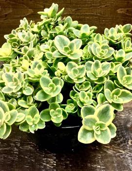 Sedum x 'Lime Twister' (PP24632)