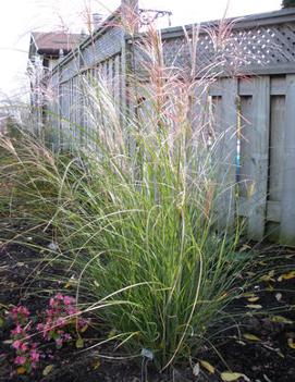 Miscanthus sinensis 'Autumn Light'