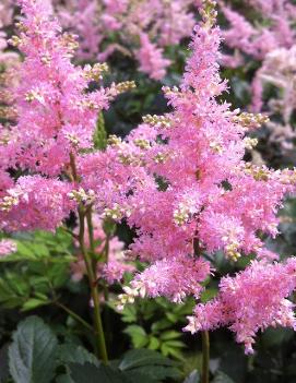 Astilbe japonica 'Europa'