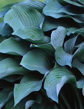 Hosta 'Krossa Regal'