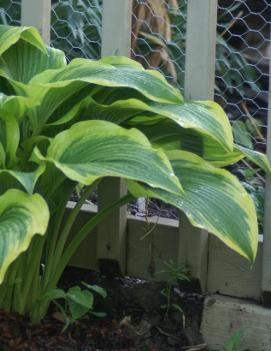 Hosta montana 'Aureomarginata'