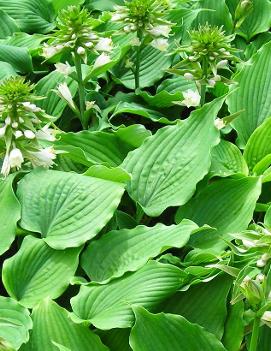 Hosta 'Reptilian'