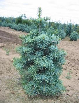 Abies concolor 'Compacta'