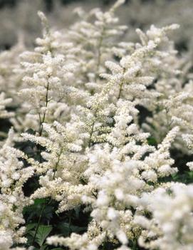 Astilbe x 'Snowdrift'