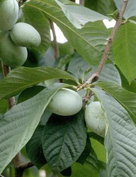 Asimina triloba