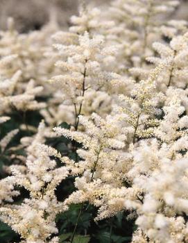 Astilbe japonica 'Washington'