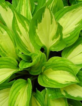 Hosta 'Fantasy Island'