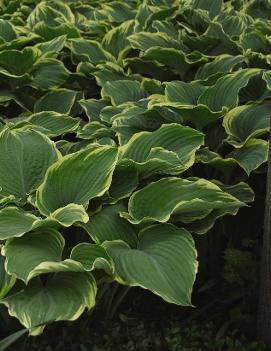 Hosta 'Sagae'