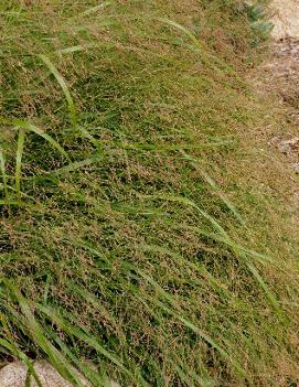 Panicum virgatum 'Prairie Sky'