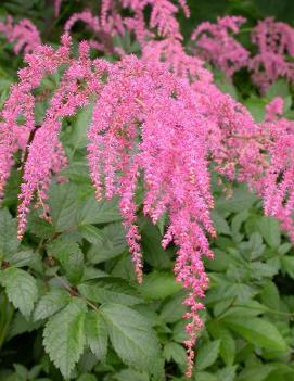 Astilbe thunbergii Ostrich Plume ('Straussenfeder')