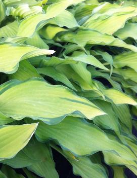 Hosta 'Pineapple Upsidedown Cake'