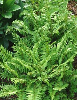 Polystichum acrostichoides