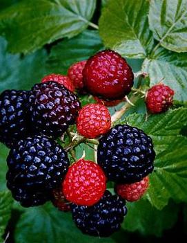 Rubus occidentalis