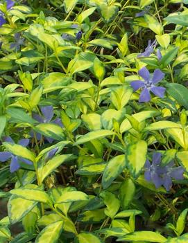 Vinca minor 'Illumination' (PP12132, COPF, CPBR1632)