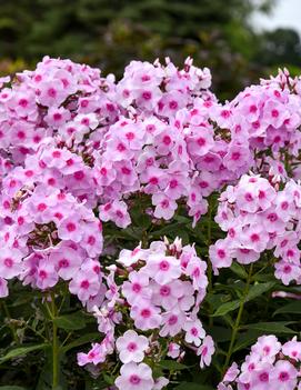 Phlox paniculata 'Opalescence' (PP33295 CPBRAF)