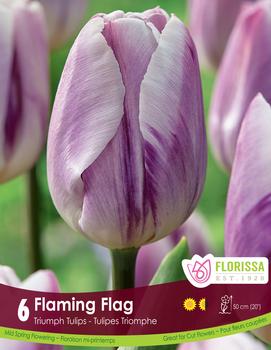 Tulip 'Flaming Flag'