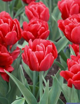Tulip 'Red Foxtrot'