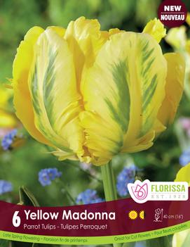 Tulip 'Yellow Madonna'