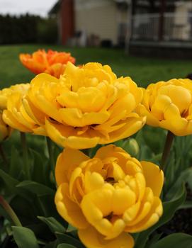 Tulip 'Yellow Pomponette'