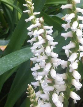 Spiranthes cernua var. odorata 'Chadd's Ford'