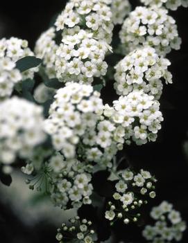 Spiraea prunifolia