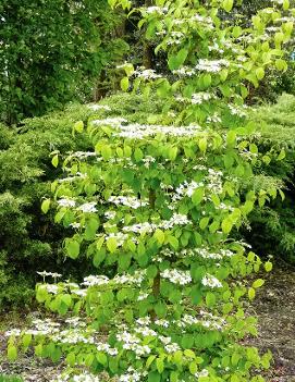 Viburnum plicatum f. tomentosum Kilimanjaro® ('JWW1') (PP22326)