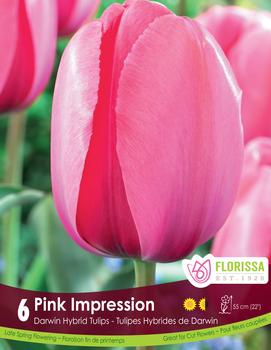 Tulip 'Pink Impression'