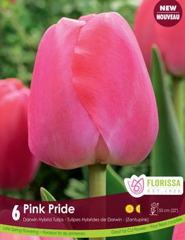 Tulip 'Pink Pride'
