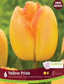 Tulip 'Yellow Pride'