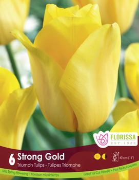 Tulip 'Strong Gold'