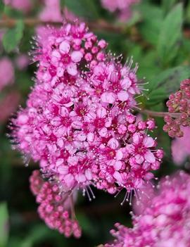 Spiraea japonica Poprocks® Petite ('Odessa') (USPP28508, CPBRAF)