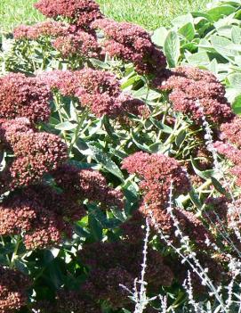 Sedum spectabile Autumn Joy ('Herbstfreude') (COPF)