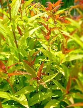 Spiraea japonica 'Flaming Mound' (COPF)