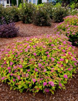 Spiraea japonica Rainbow Fizz™ ('Matgold') (PP28876, CPBR5634)