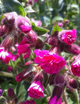 Silene dioica 'Firefly' (PP20041, COPF)