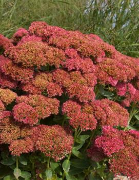 Sedum spectabile 'Autumn Fire' (COPF)