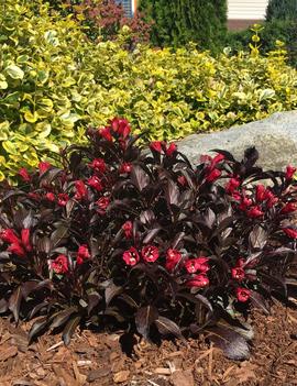 Weigela x Electric Love® ('ZR1') (PP30065, CPBRAF)