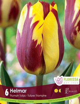 Tulip 'Helmar'