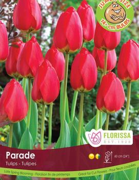 Tulip 'Red Parade'