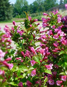 Weigela florida Cappuccino® ('Verweig 2')