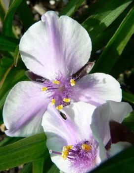 Tradescantia x 'Bilberry Ice'