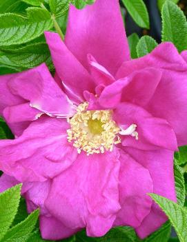Rosa Purple Pavement ('Rotesmeer')