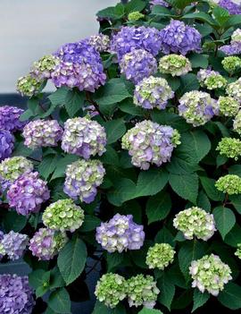 Hydrangea macrophylla Endless Summer® Bloomstruck® ('PIIHM-II') (PP25566, CPBR5146)